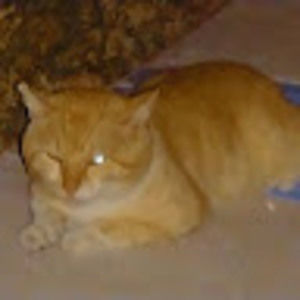 Meet your Posher, Beyonce